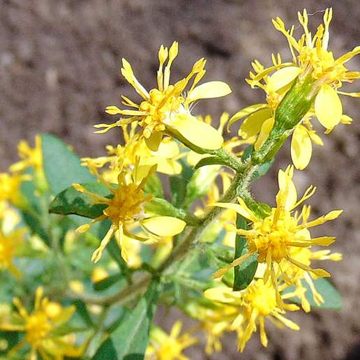 Largeleaf Goldenrod