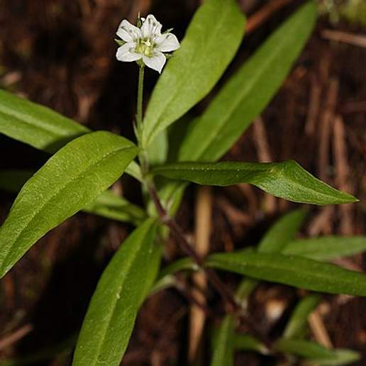 Largeleaf Sandwort