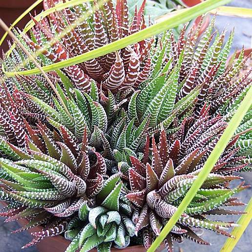 Zebra Haworthia