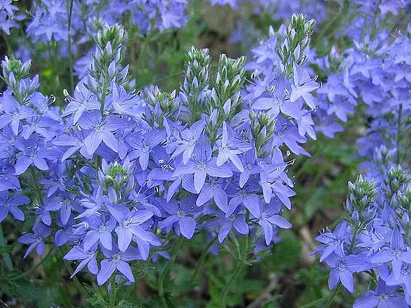 Broadleaf Speedwell