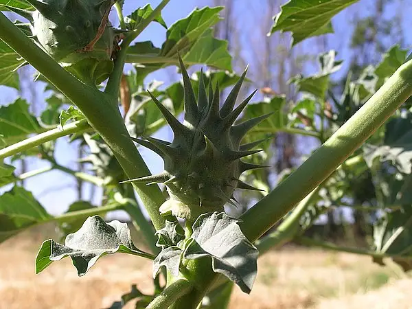 Long Spine Thorn Apple