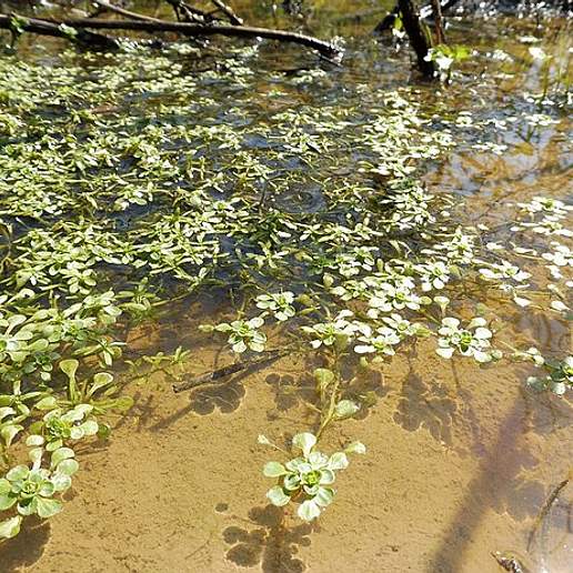 Two Headed Water Starwort