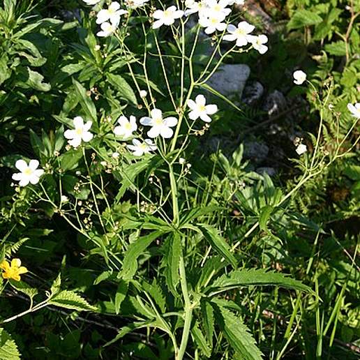 Large White Buttercup