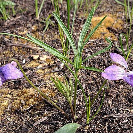 Prairie Violet