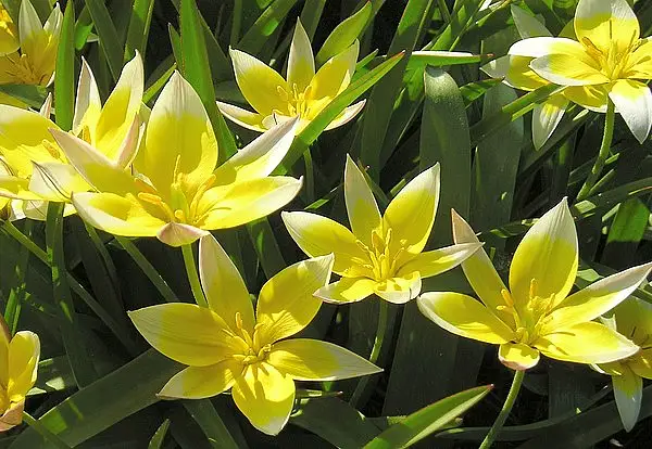 Tulipa urumiensis
