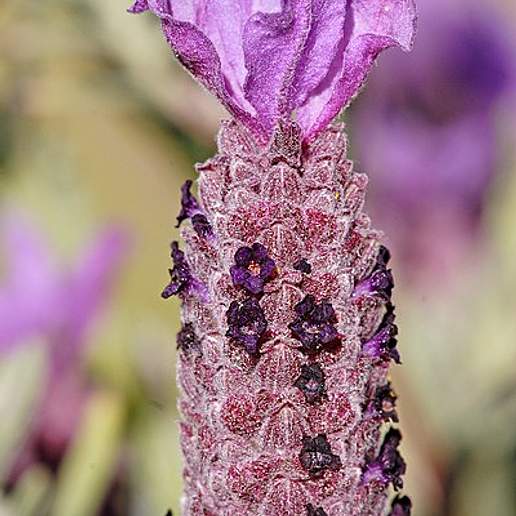 Spanish Lavender