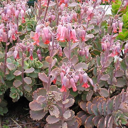 Kalanchoe