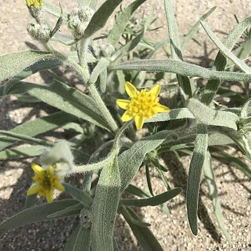 Colorado Desert Marigold