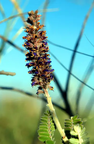 Downy False Indigo