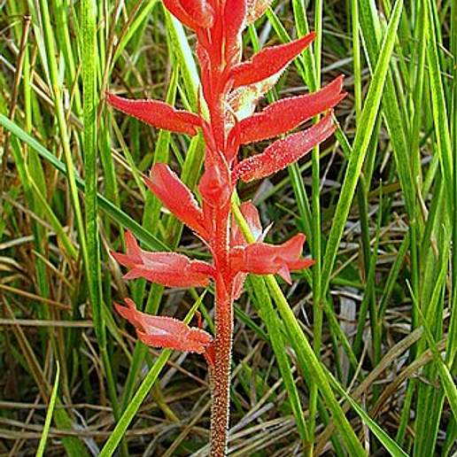 Leafless Beaked Lady Orchid