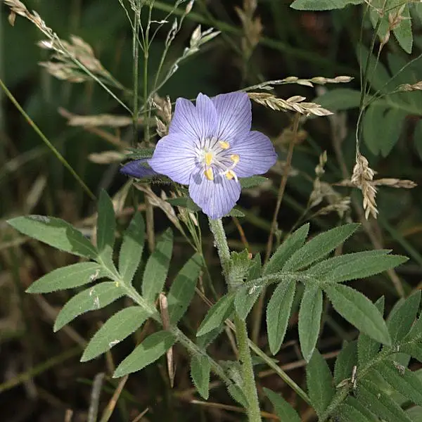Towering Jacob's Ladder
