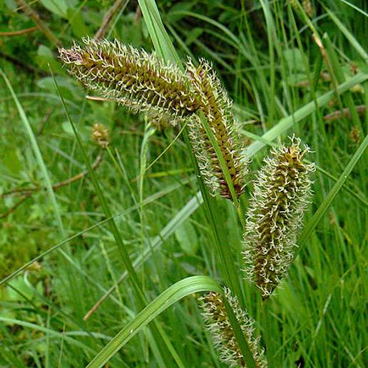 Leafy Tussock Sedge