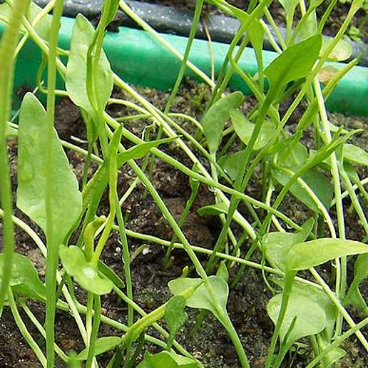 Least Adder's Tongue