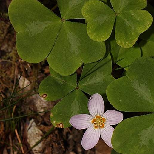 Redwood Sorrel