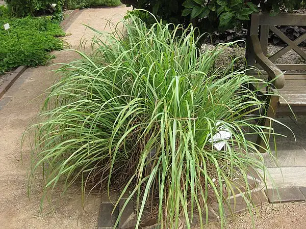Citronella Grass