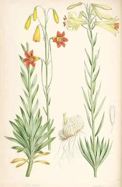 Parry Lily