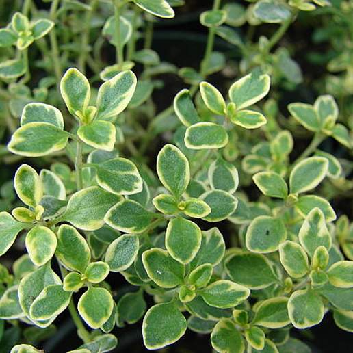 Citrus Thyme