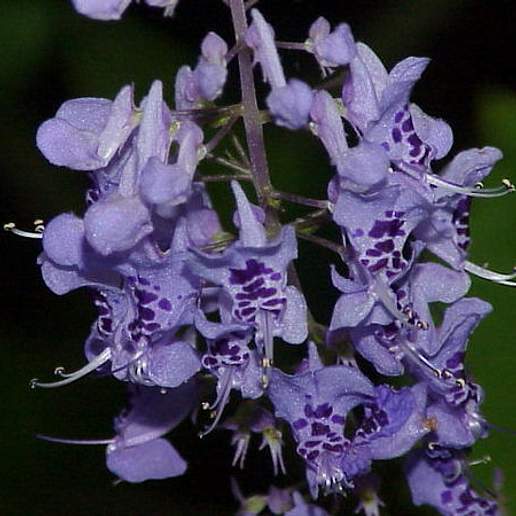 Plectranthus 'Golden Beauty'