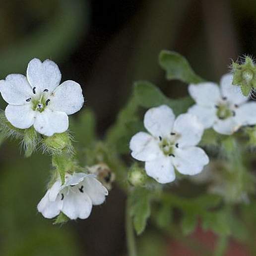 Small Baby Blue Eyes