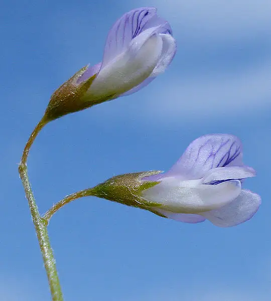 Slender Vetch
