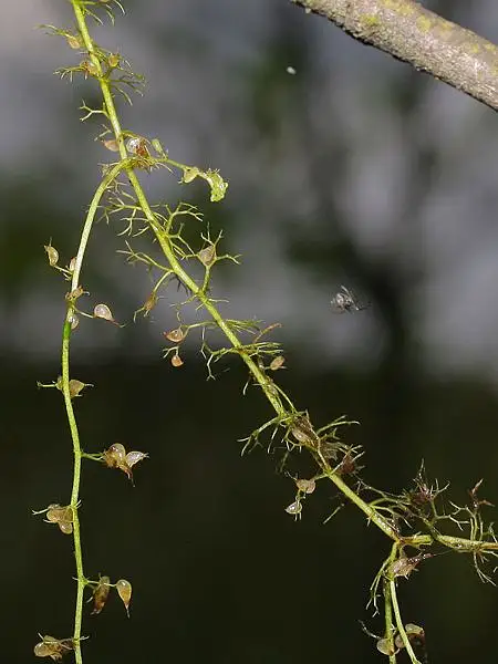 Small Bladderwort