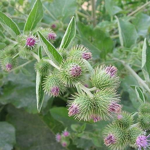 Wild Rhubarb