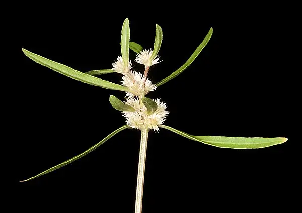 Lesser Joyweed