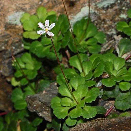 Shield Leaved Saxifrage