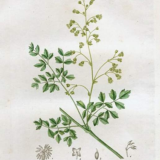 Mazais Saulkrsli (Lvl)