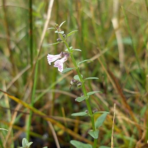 Lesser Skullcap
