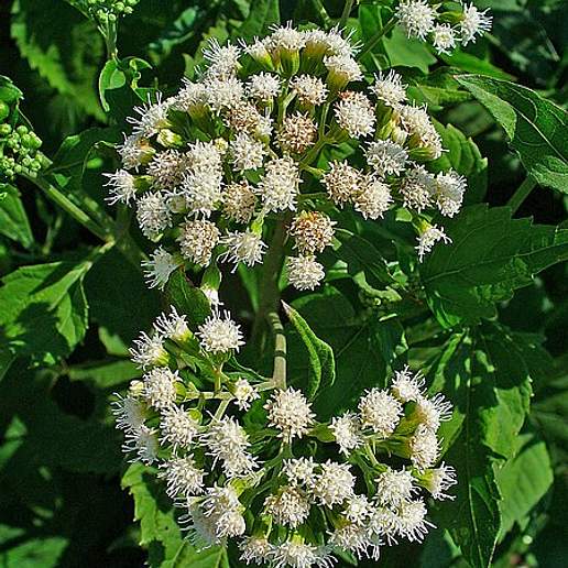 Lesser Snakeroot