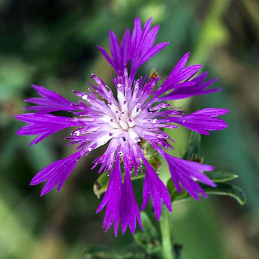 North African Knapweed