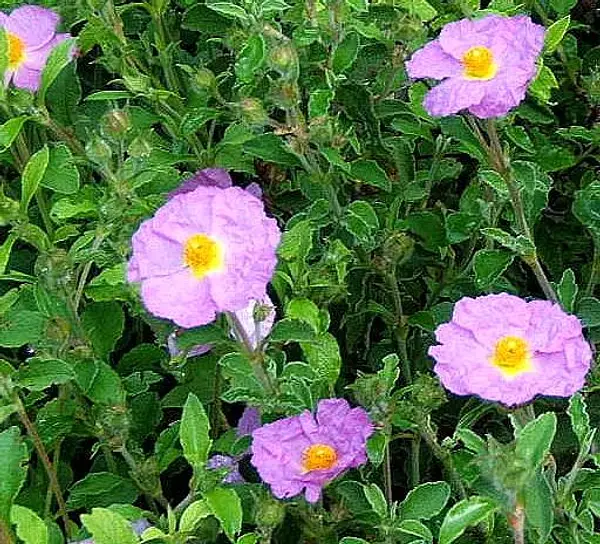 Grey Cistus