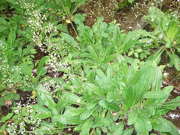 Brook Lettuce