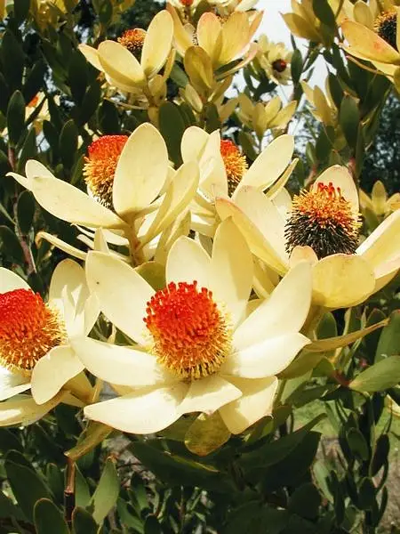 Leucadendron 'Pom Pom'