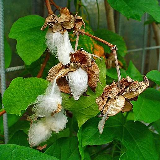 Arabian Cotton