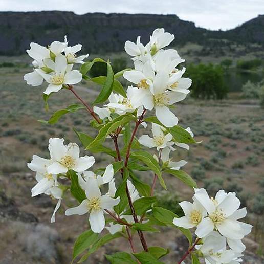 Wild Mock Orange