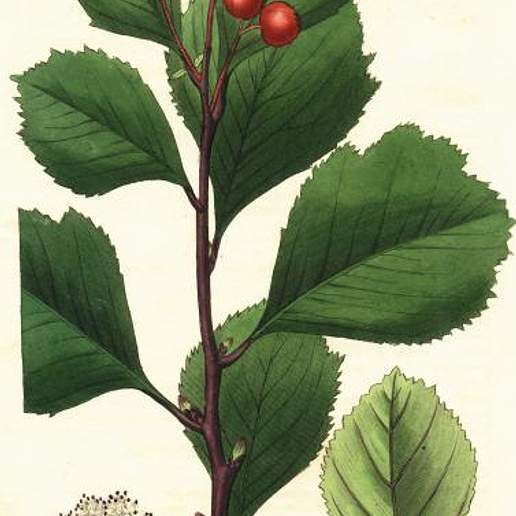 Crataegus sanguinea