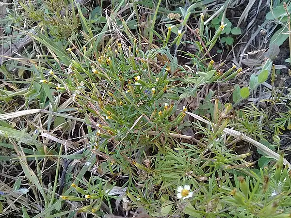 Licorice Marigold