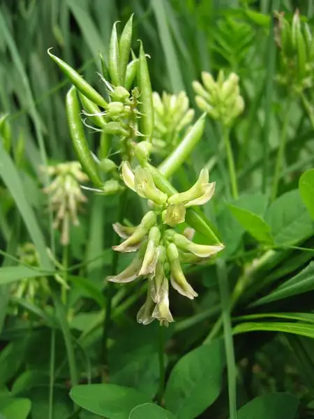 Liquorice Milk Vetch