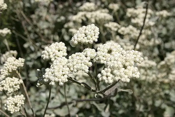 Licorice Plant