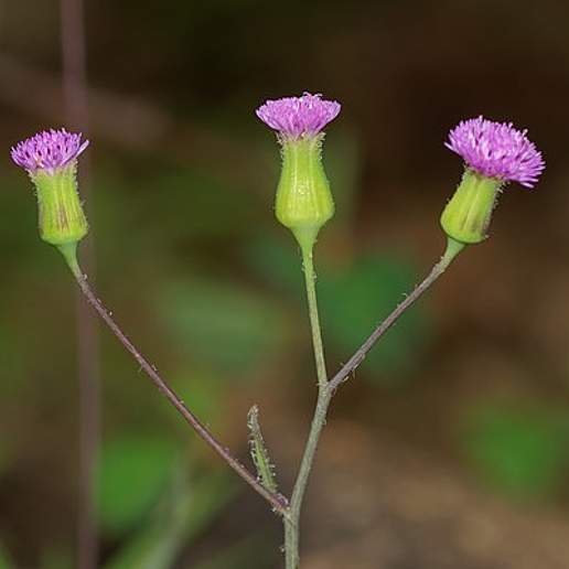 Sow Thistle