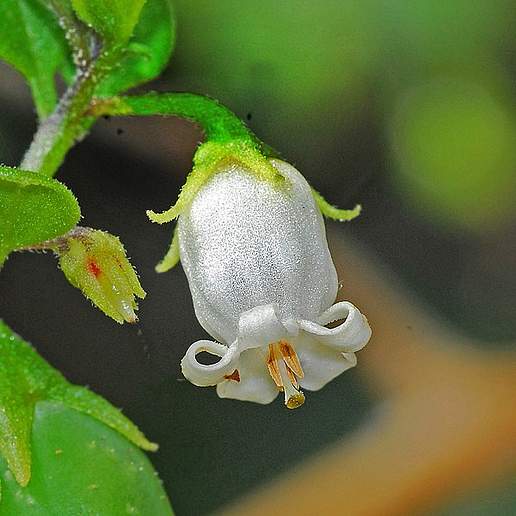 Lily Of The Valley Vine