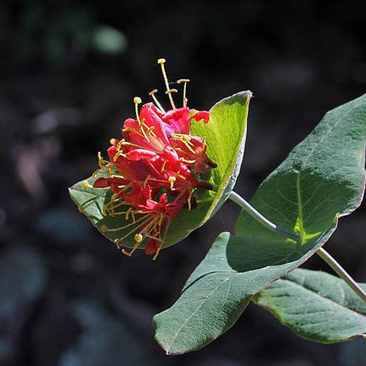 Mountain Honeysuckle
