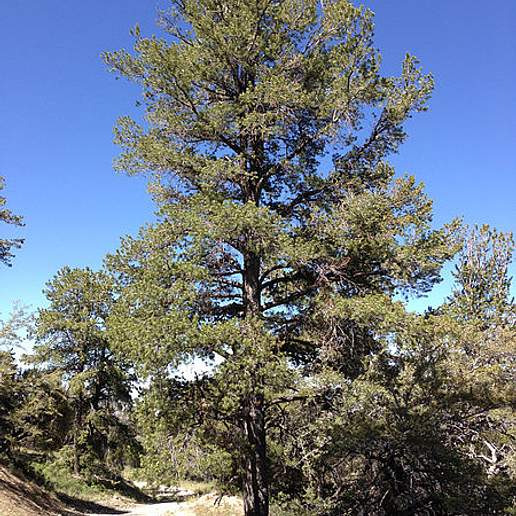 Rocky Mountain White Pine