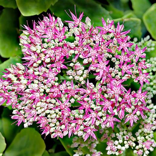 Lime Twister Stonecrop