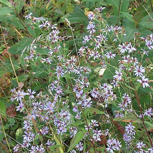 Ciliolate Aster