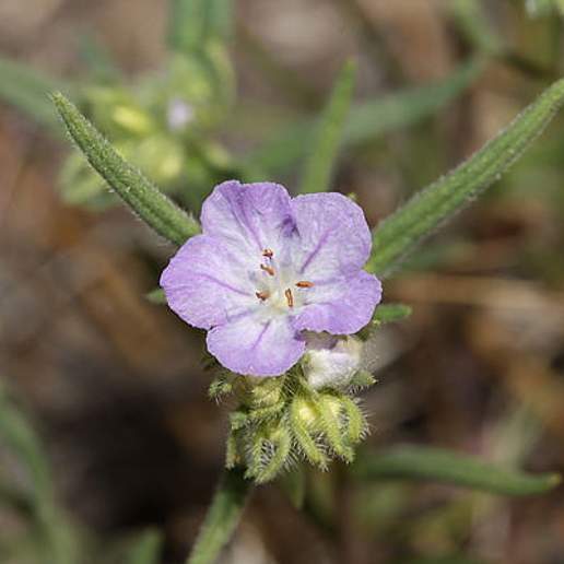 Threadleaf Phacelia