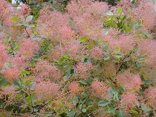 Smoke Bush