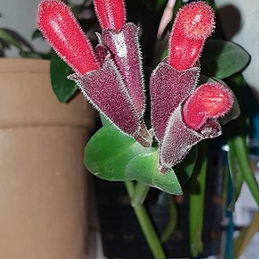 Twisted Lipstick Plant